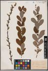 Foto von Salix aurita L.
